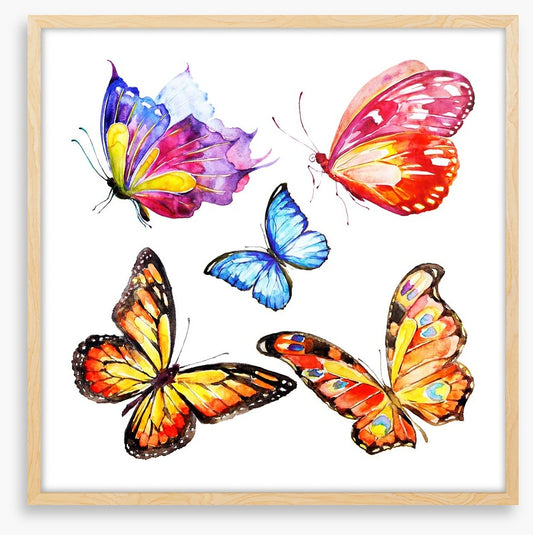 Cacophony of colour