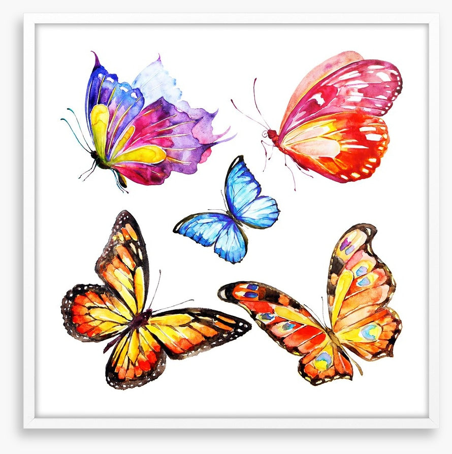 Cacophony of colour