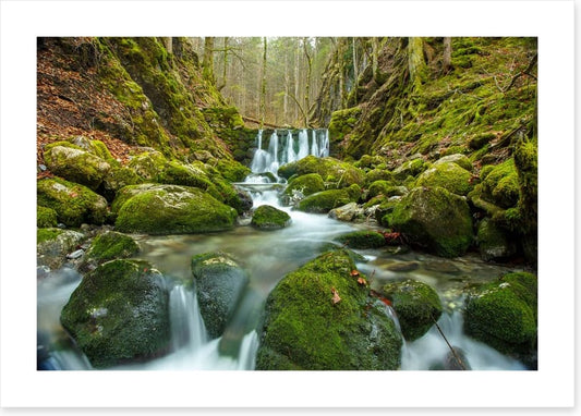 Over the moss