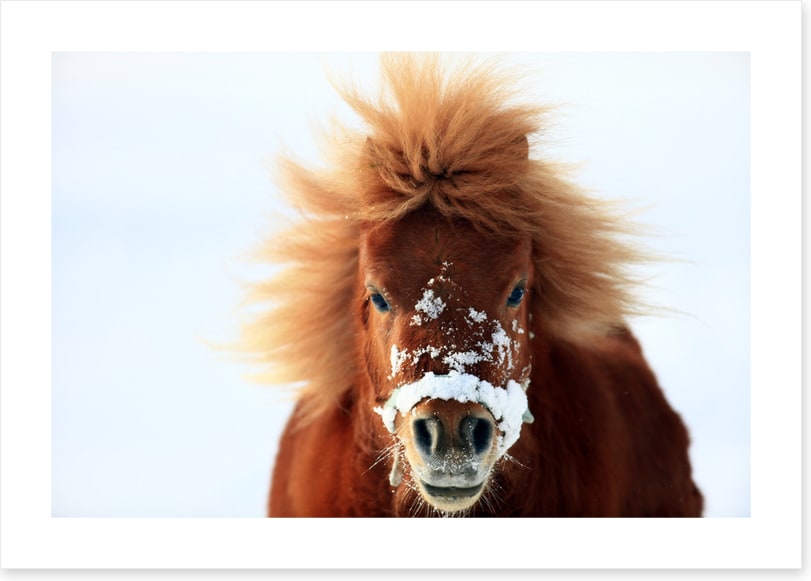 Snow pony