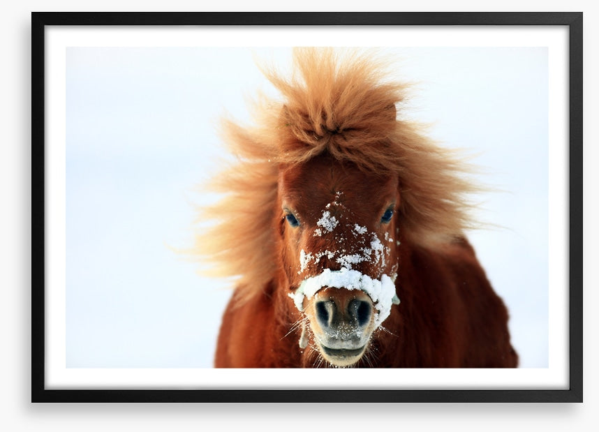 Snow pony