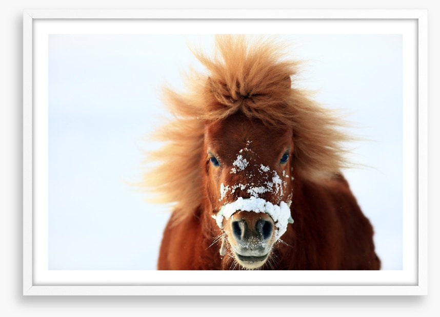 Snow pony