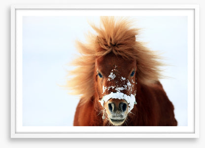 Snow pony