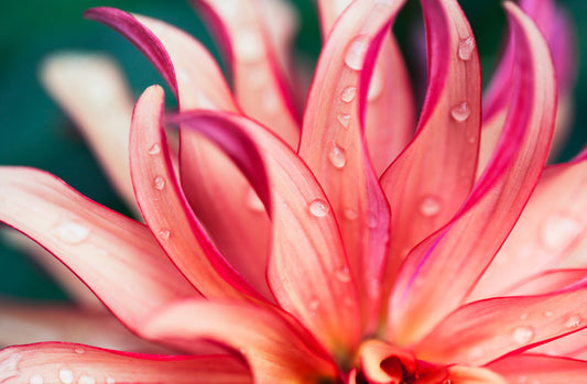 Fresh from the rain