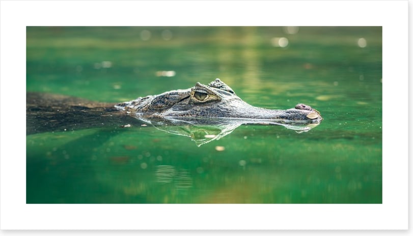 Reptiles / Amphibian