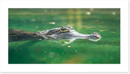 Reptiles / Amphibian