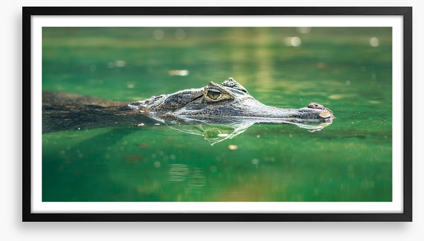 Reptiles / Amphibian