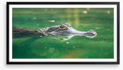 Reptiles / Amphibian
