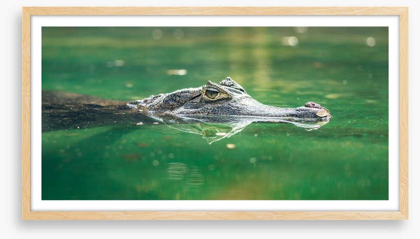 Reptiles / Amphibian