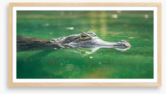 Reptiles / Amphibian