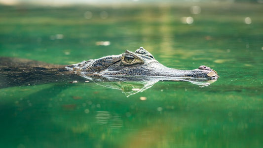 Reptiles / Amphibian