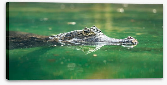Reptiles / Amphibian
