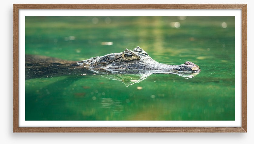Reptiles / Amphibian