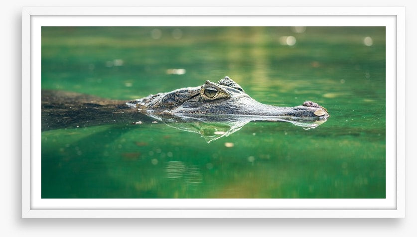 Reptiles / Amphibian