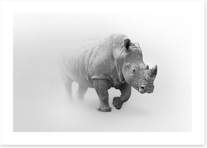 Rhino from the mist