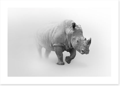 Rhino from the mist