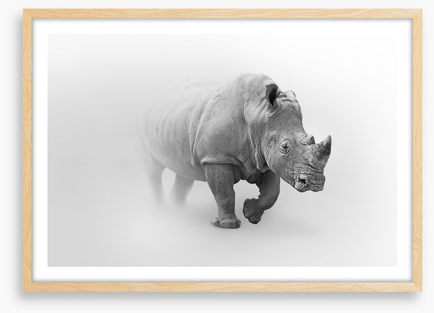 Rhino from the mist