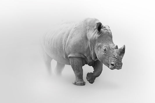 Rhino from the mist