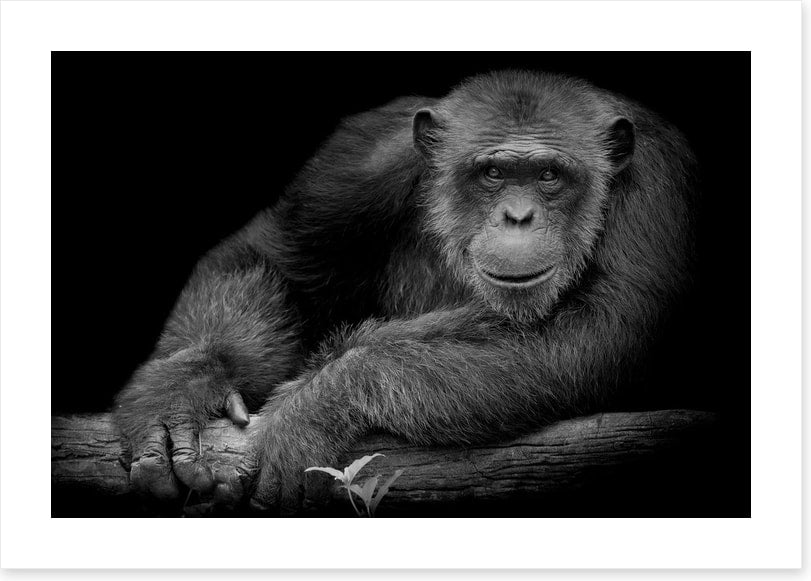 Chimpanzee smile
