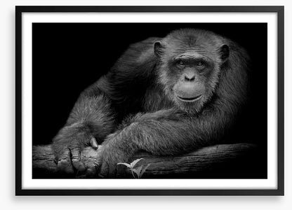 Chimpanzee smile