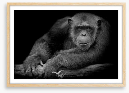 Chimpanzee smile
