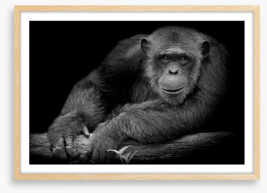 Chimpanzee smile