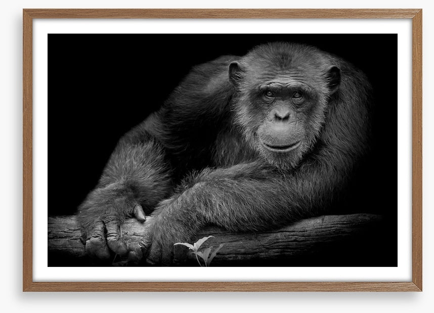 Chimpanzee smile