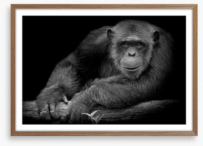 Chimpanzee smile