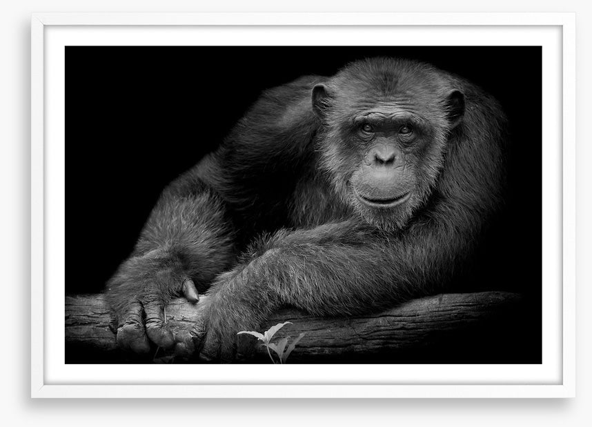 Chimpanzee smile