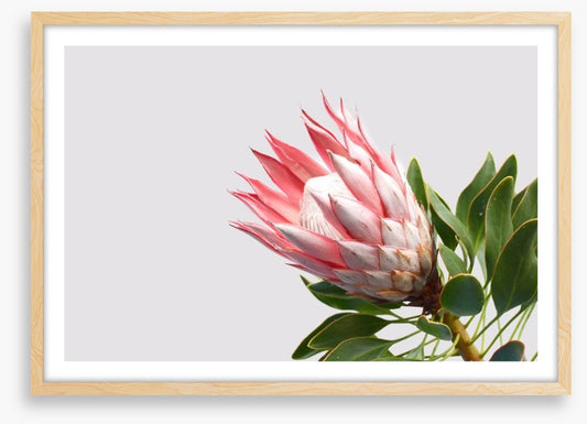 Pink protea