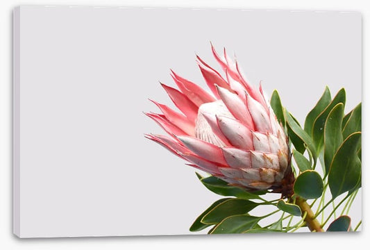 Pink protea