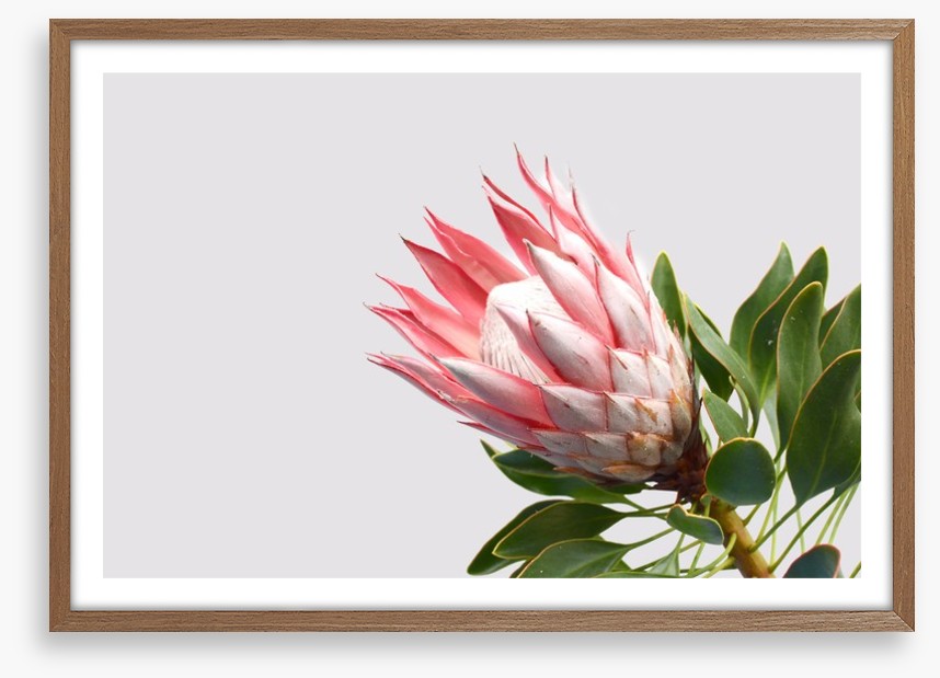 Pink protea