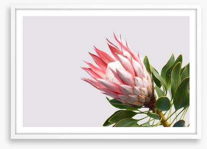Pink protea