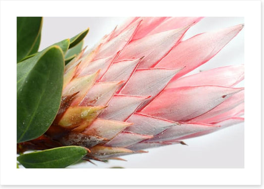 Up close and protea