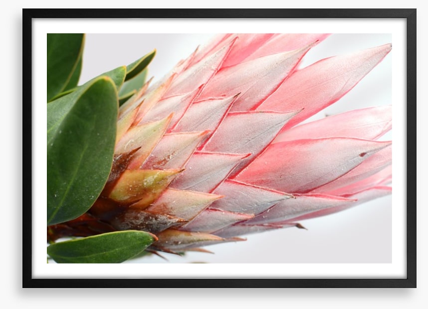 Up close and protea