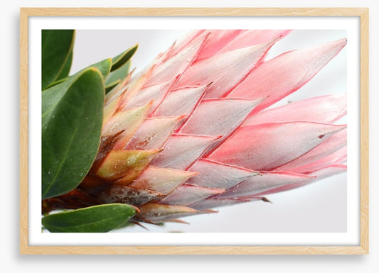 Up close and protea
