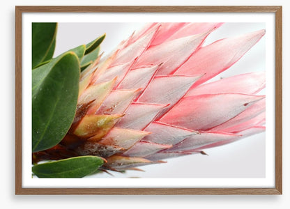 Up close and protea