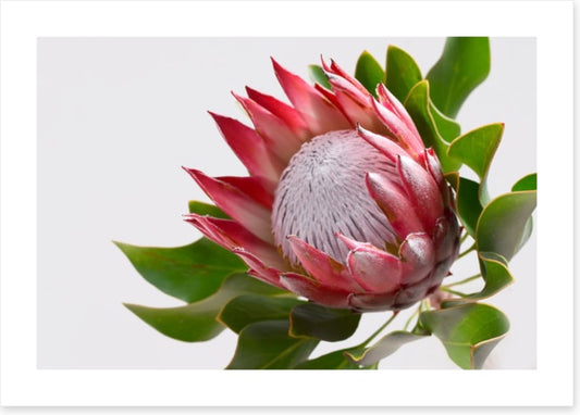 Perfect protea