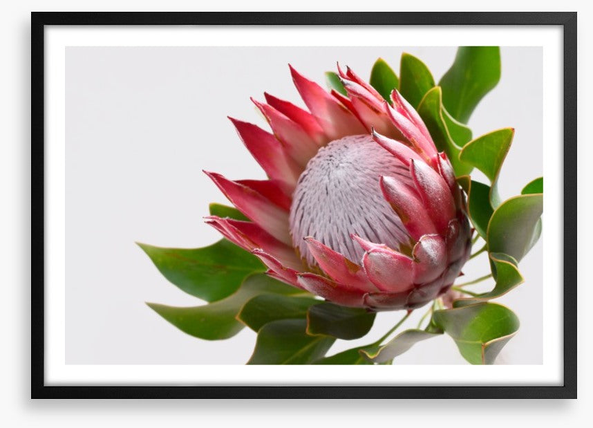 Perfect protea