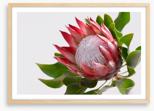 Perfect protea