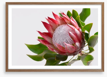 Perfect protea