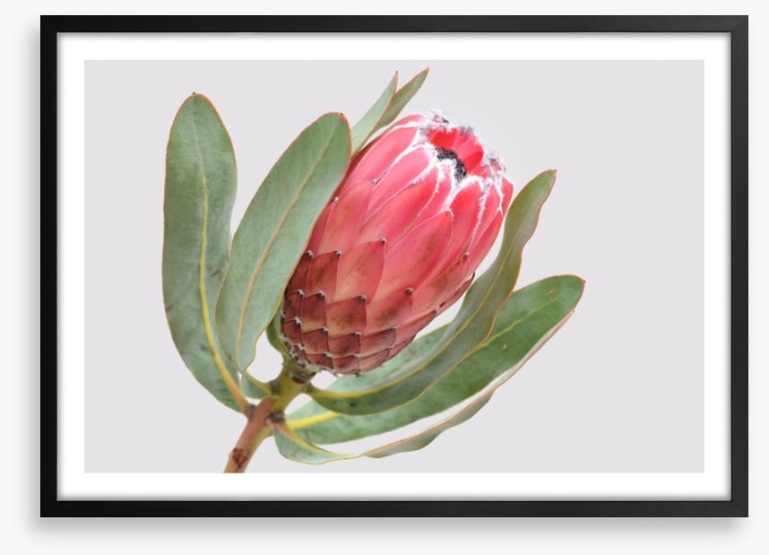 Protea sylvia