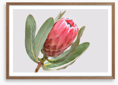 Protea sylvia