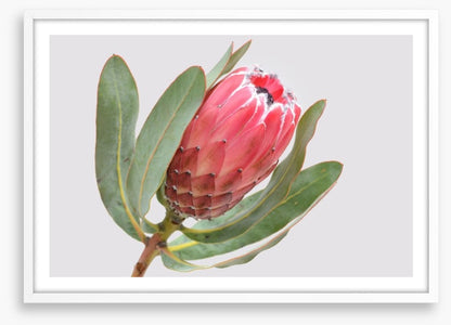 Protea sylvia