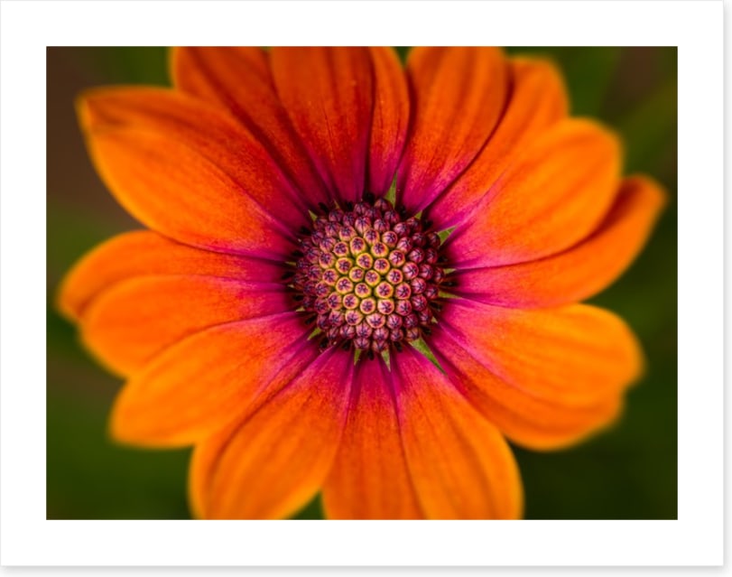 Orange symphony