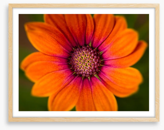Orange symphony