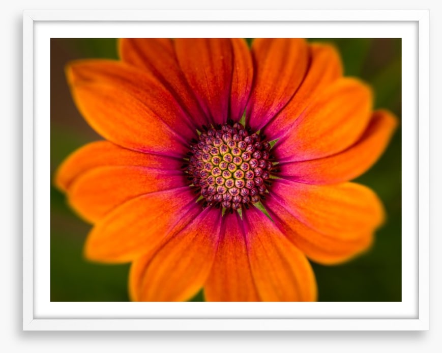 Orange symphony