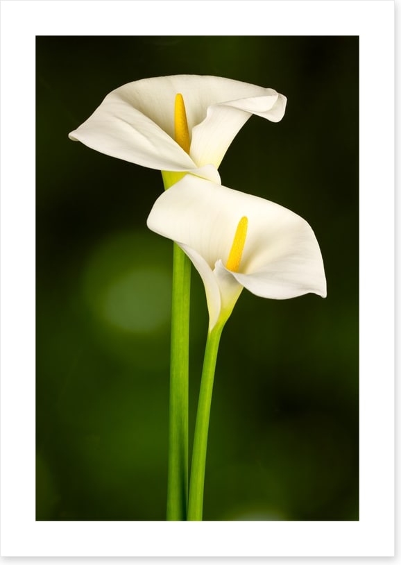 Calla couple