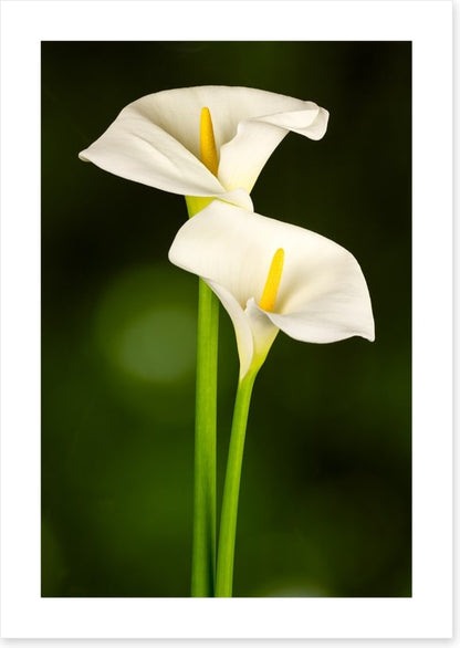 Calla couple