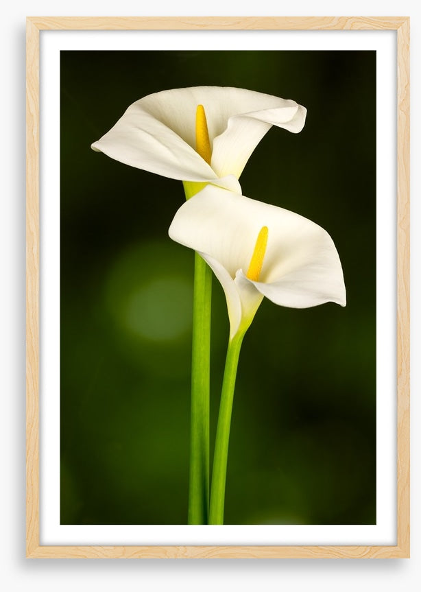 Calla couple